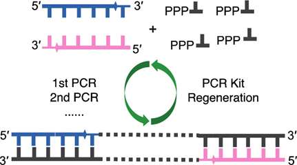 Fig.1 PCR recycling program.