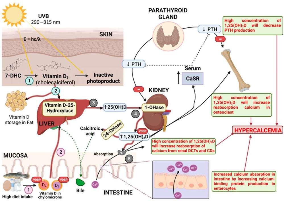 Fig.1 Toxicological behavior of vitamin D.