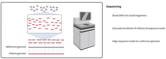 Fig.1 Schematic of genome sequencing.