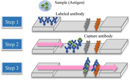 Fig.1 Principles and detection methods of immunochromatography.