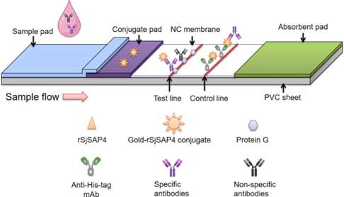 Fig.1 Principle of detection of GICA test strips.