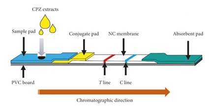 Fig.1 Ffluorescence immunoassay principle.