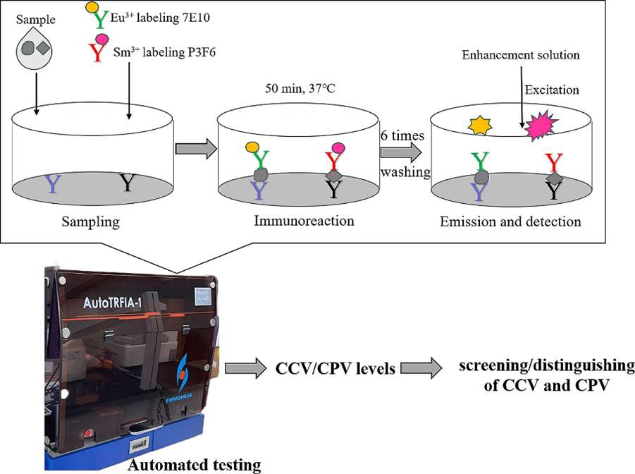 Fig.1 Process of TRFIA detection.