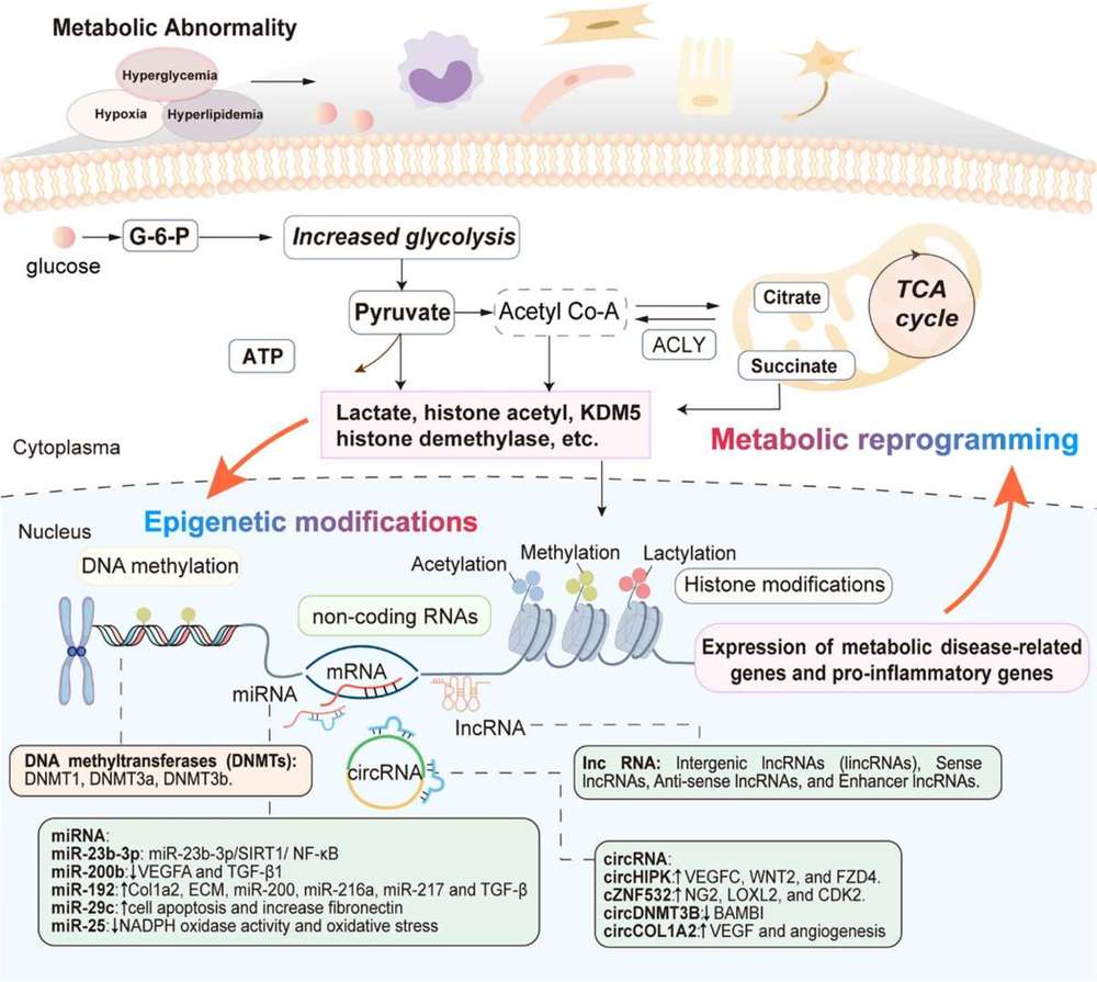 Fig.1 Schematic diagram of the mechanism of metabolic diseases.