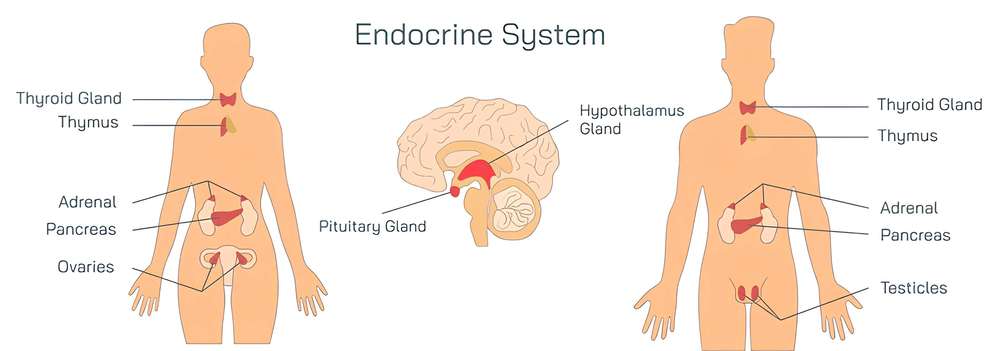 Schematic diagram of the endocrine system of the human body.